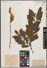 Foto von Salix cinerea L.